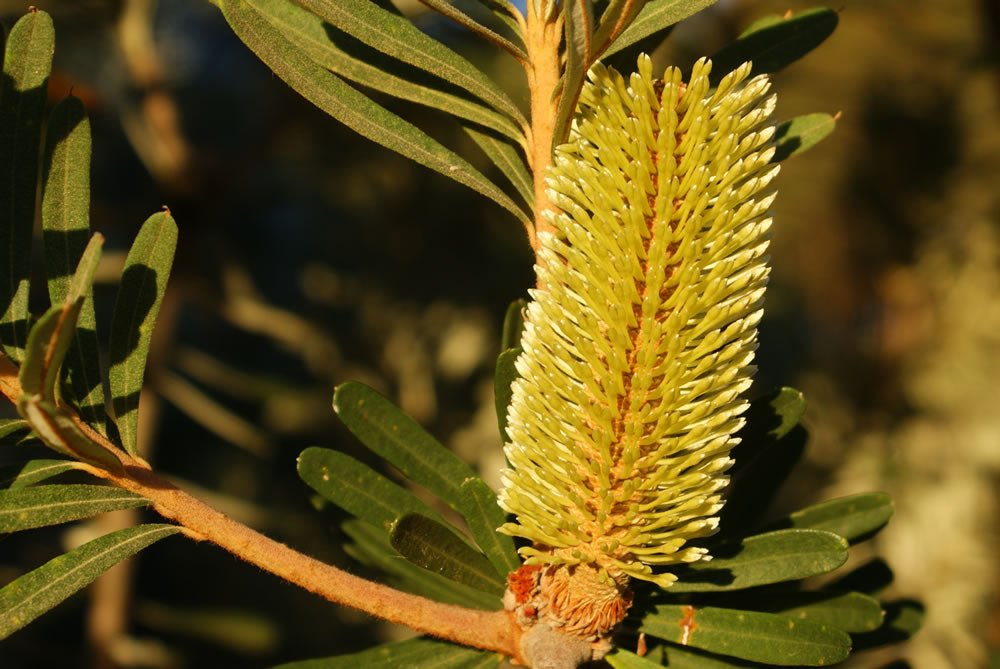 Silver Banksia (Banksia marginata) - Ladybird Nursery