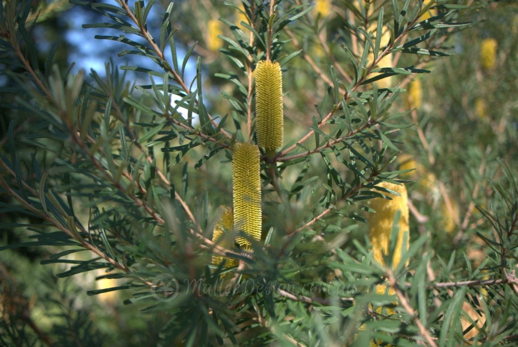 Banksia marginata 'Mini Marge' - Ladybird Nursery