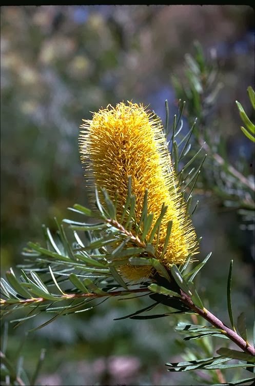 Silver Banksia (Banksia marginata) - Ladybird Nursery