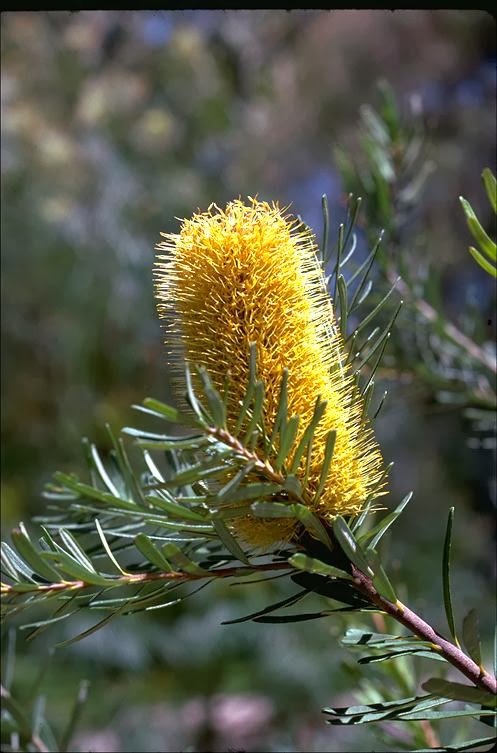Silver Banksia (Banksia marginata)