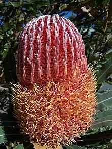 Dwarf Menzies' Banksia (Banksia menziesii)