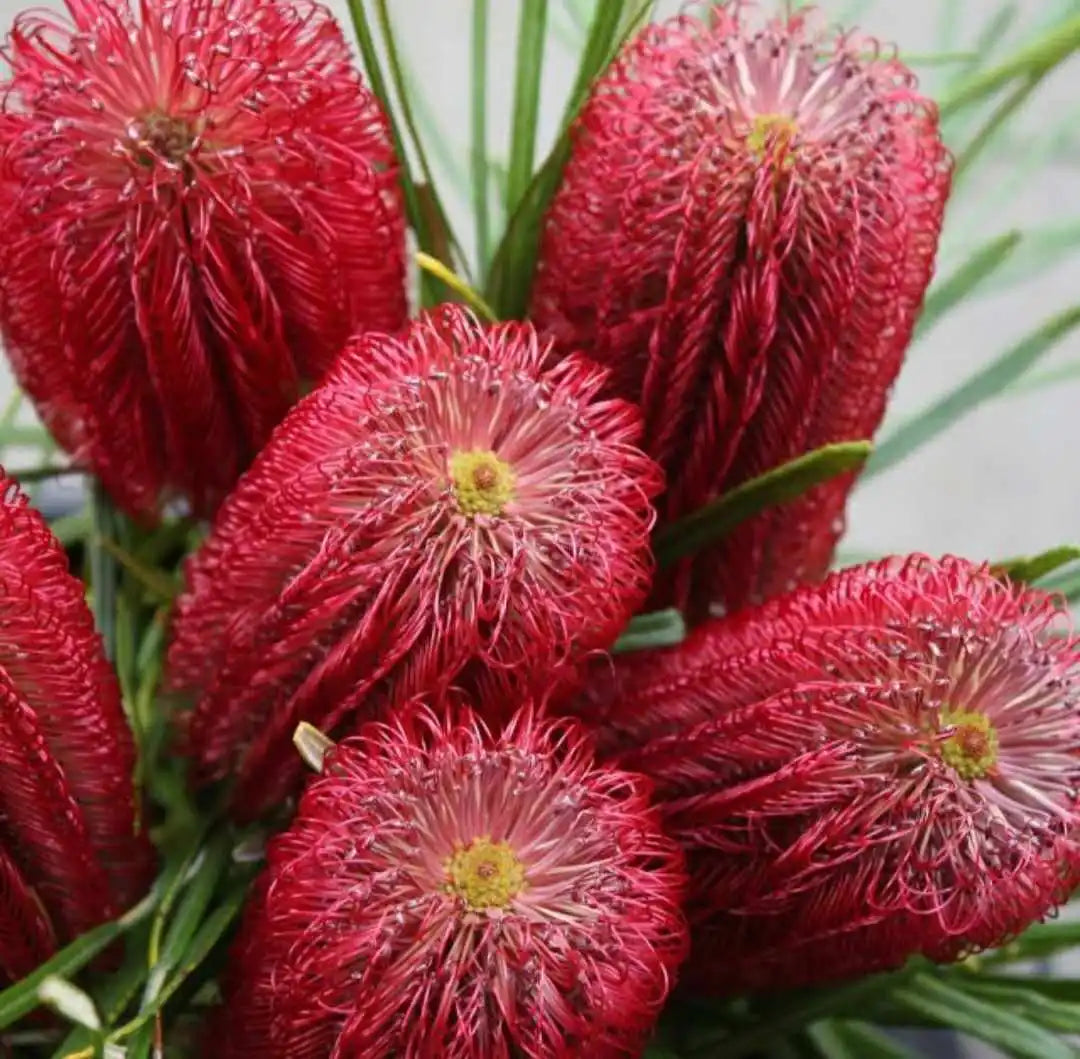 Red Swamp Banksia (Banksia occidentalis)