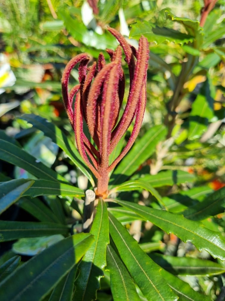Hinchenbrook Banksia (Banksia plagiocarpa) - Ladybird Nursery