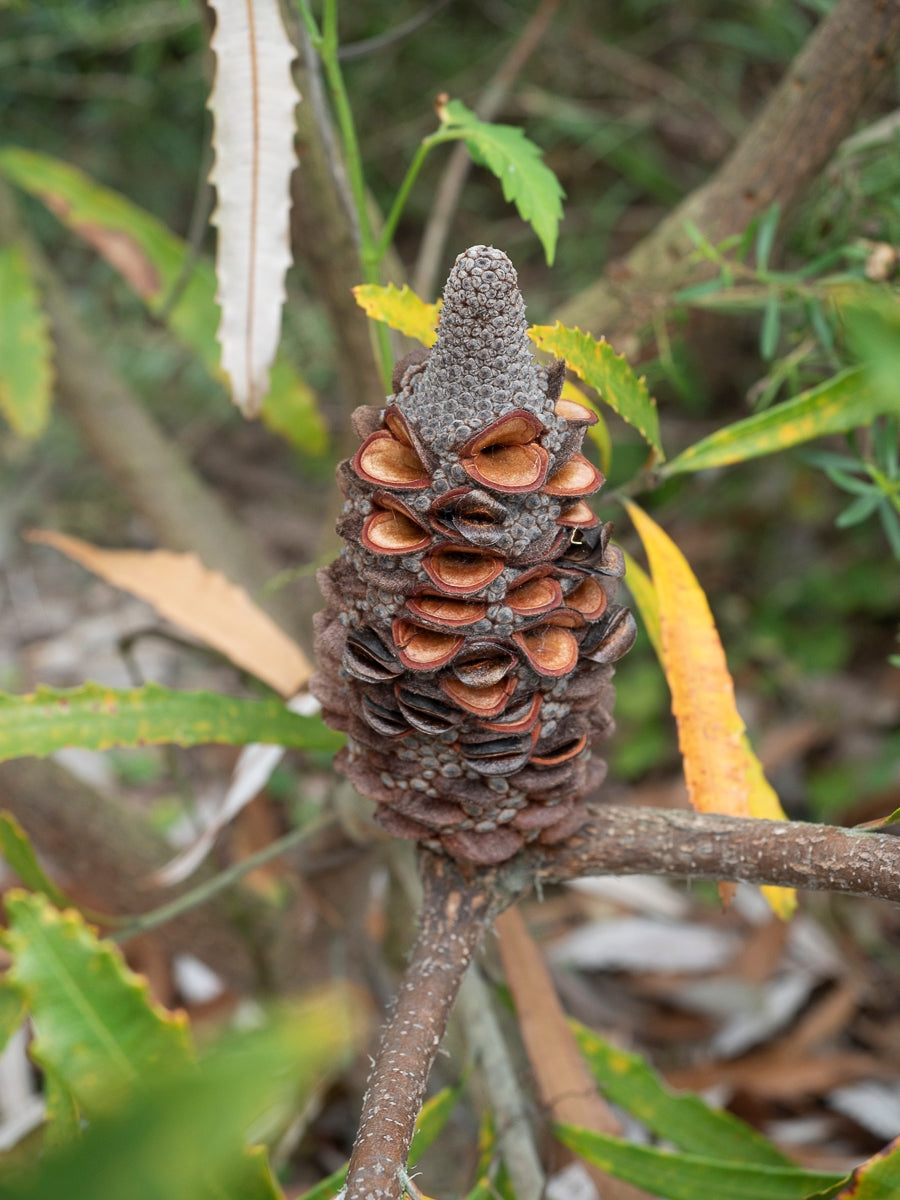 Hinchenbrook Banksia (Banksia plagiocarpa)