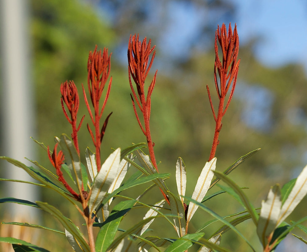 Hinchenbrook Banksia (Banksia plagiocarpa)