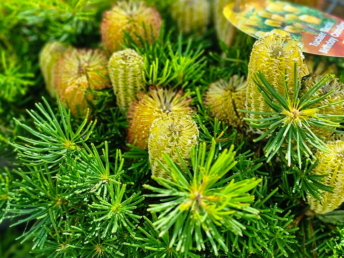 Dwarf Banksia 'Birthday Candles' (Banksia spinulosa) - Ladybird Nursery