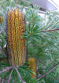 Banksia 'Black Magic' - Ladybird Nursery