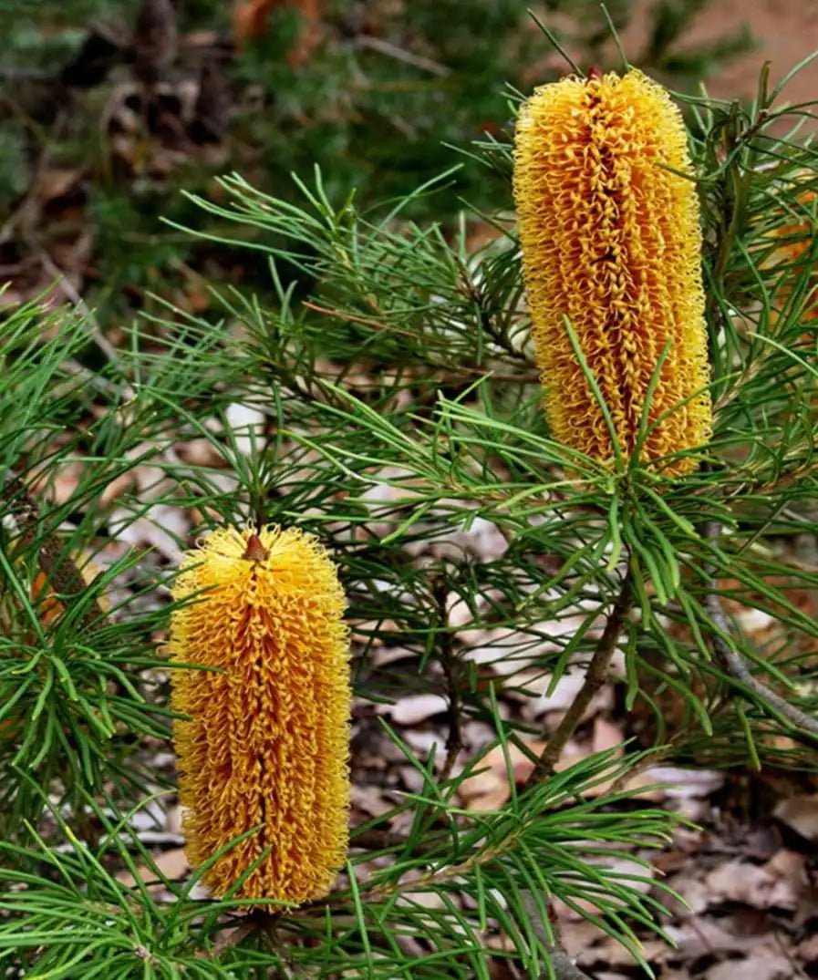 Hairpin Banksia (Banksia spinulosa) - Ladybird Nursery