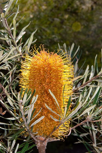 Stumpy Gold Banksia (Banksia spinulosa) - Ladybird Nursery