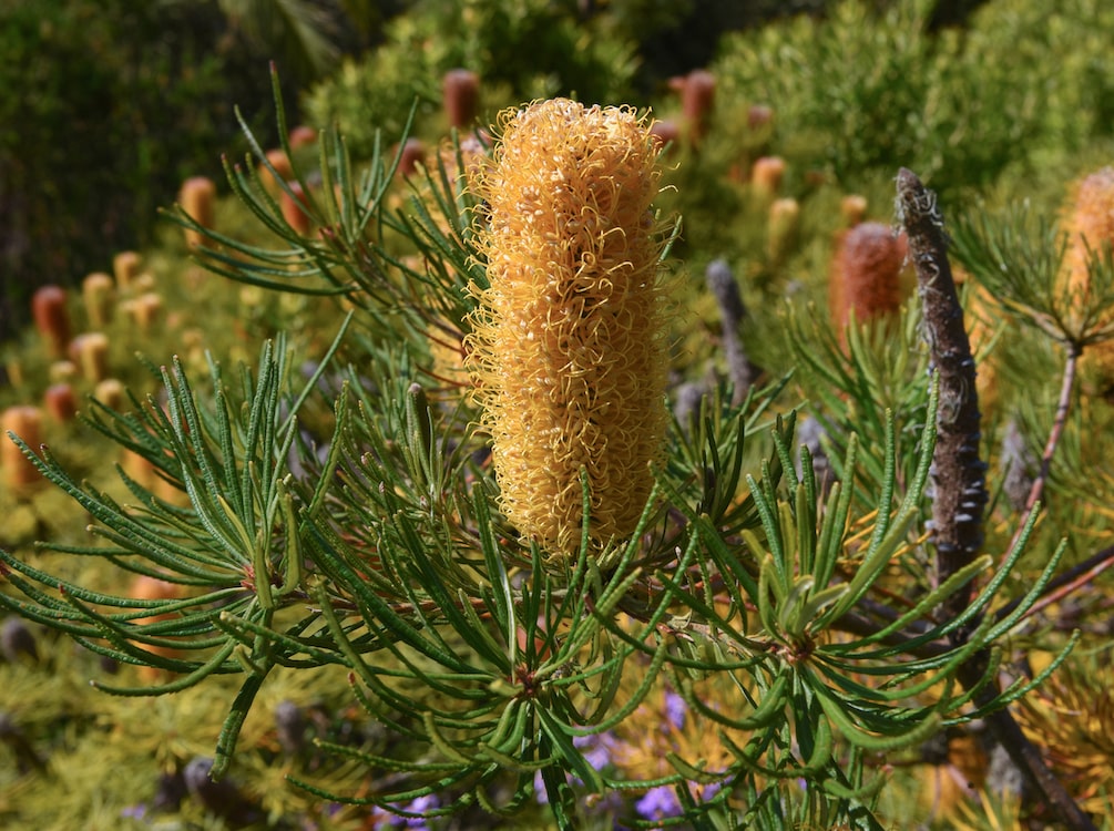 Dwarf Hairpin Banksia (Banksia spinulosa)