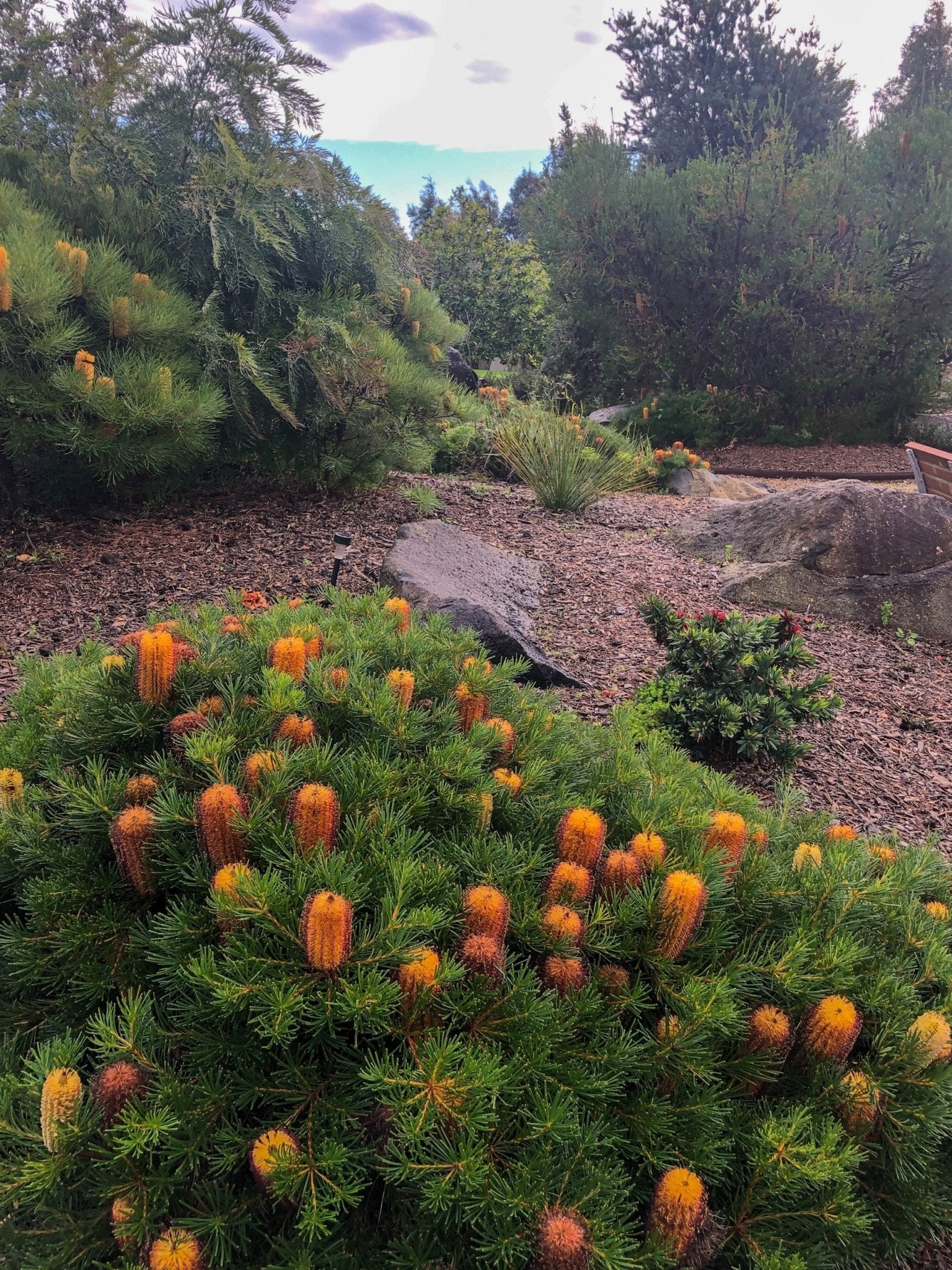 Honey Screen Banksia (Banksia Honey) - Ladybird Nursery