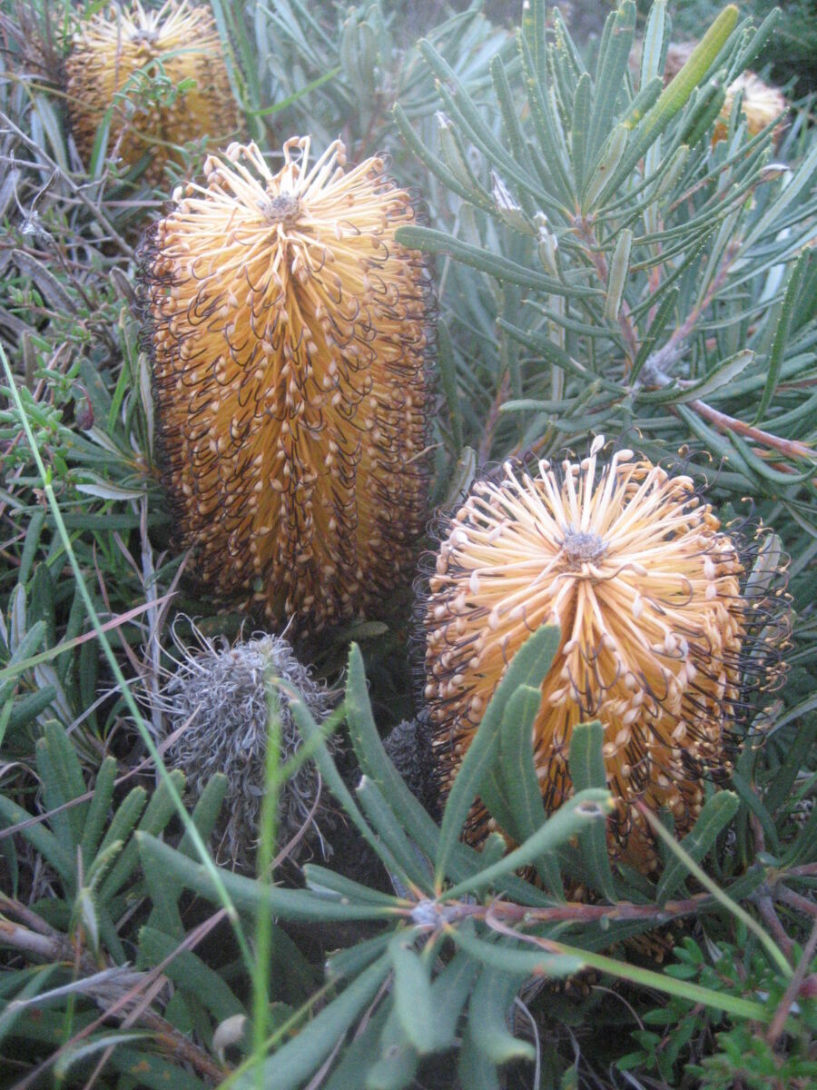 Hill Banksia Collina (Banksia spinulosa)