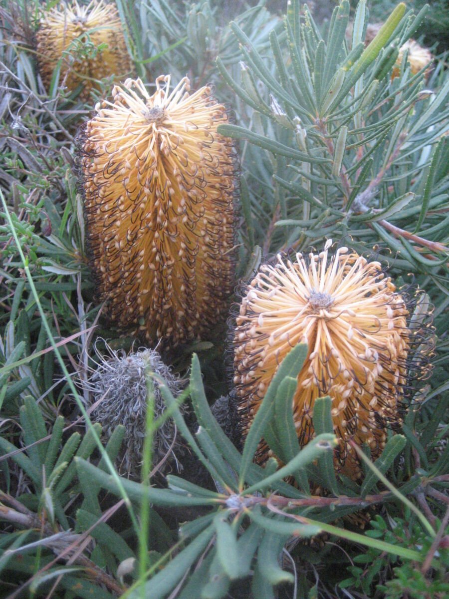 Hill Banksia Collina (Banksia spinulosa) - Ladybird Nursery