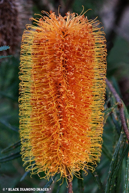 Stumpy Gold Banksia (Banksia spinulosa)