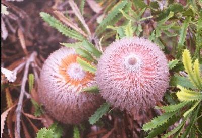 Woolly Banksia (Banksia baueri) - Ladybird Nursery