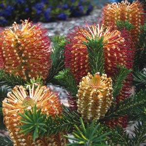 Dwarf Red Hairpin Banksia (Banksia spinulosa)
