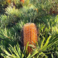 Banksia 'Honeyeater Delight'