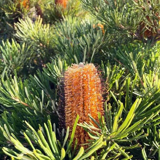 Banksia 'Honeyeater Delight' - Ladybird Nursery