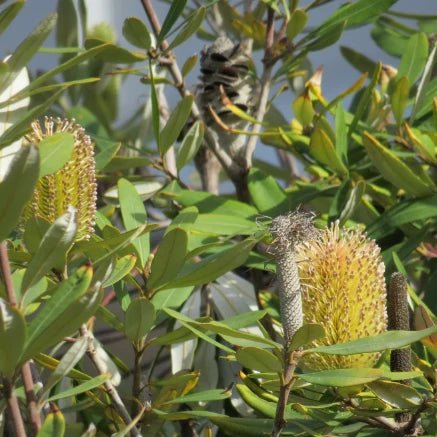 Banksia ‘New Dawn’ - Ladybird Nursery