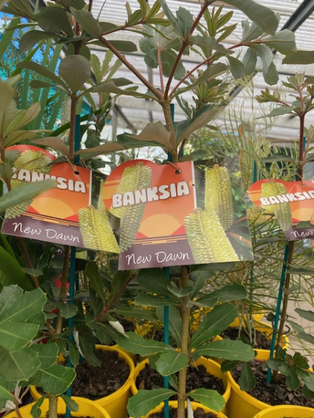 Banksia ‘New Dawn’