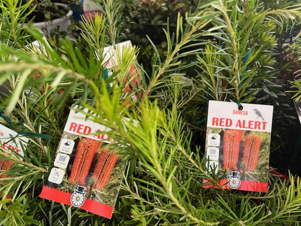 Banksia ericifolia 'Red Alert' - Ladybird Nursery