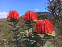 Scarlet Banksia (Banksia coccinea) - Ladybird Nursery