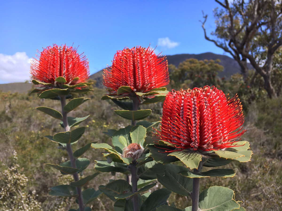 Scarlet Banksia (Banksia coccinea) - Ladybird Nursery