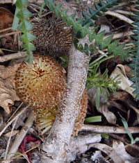 Dryandra - leaved Banksia (Banksia dryandroides) - Ladybird Nursery