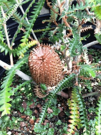 Dryandra - leaved Banksia (Banksia dryandroides) - Ladybird Nursery