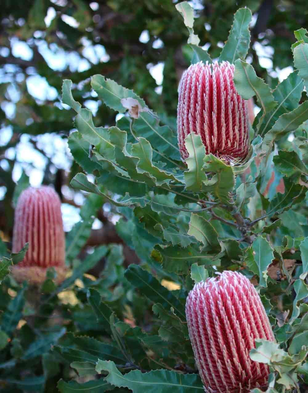 Dwarf Banksia (Banksia attenuata) - Ladybird Nursery