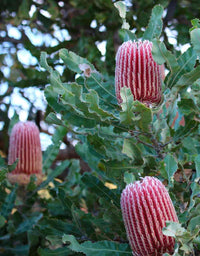 Dwarf Banksia (Banksia attenuata)