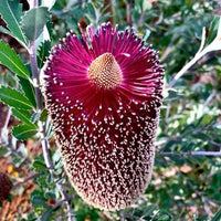 Red Cut-leaf Banksia Form (Banksia praemorsa)