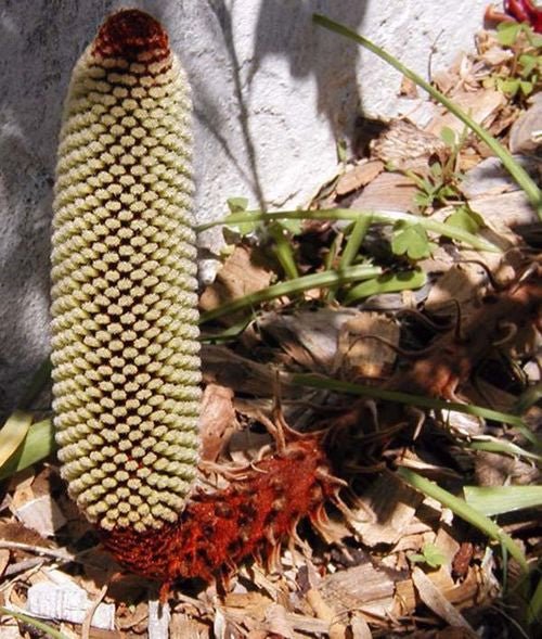 Creeping Banksia (Banksia petiolaris) - Ladybird Nursery