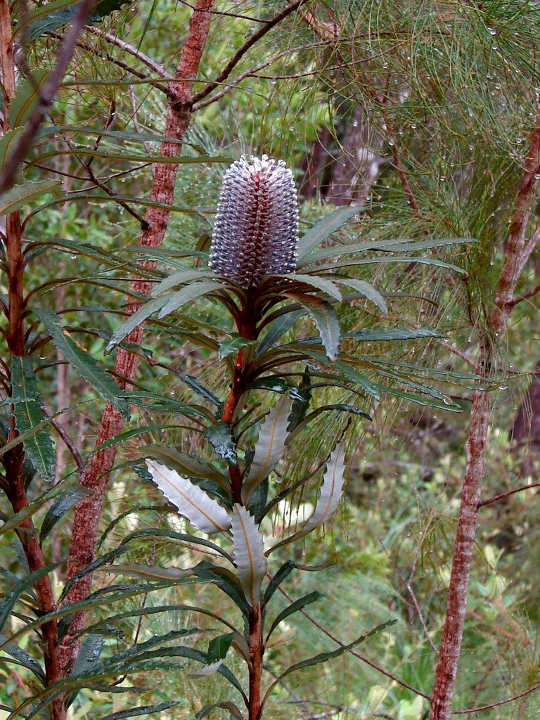 Hinchenbrook Banksia (Banksia plagiocarpa) - Ladybird Nursery