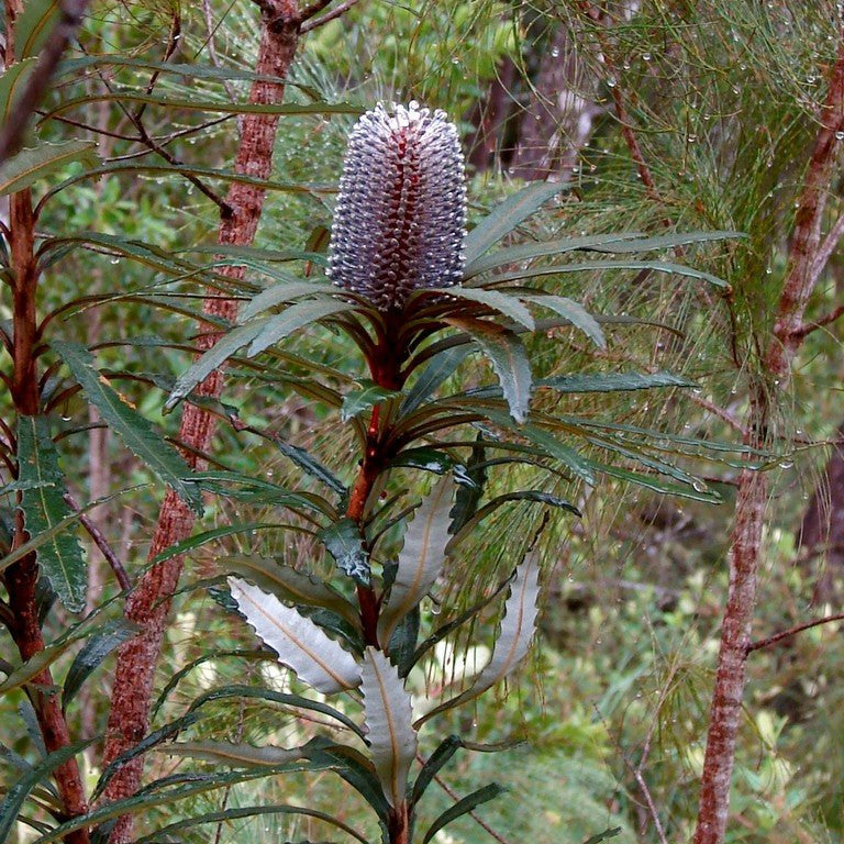 Hinchenbrook Banksia (Banksia plagiocarpa) - Ladybird Nursery
