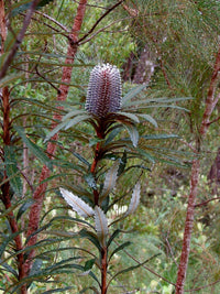 Hinchenbrook Banksia (Banksia plagiocarpa) - Ladybird Nursery