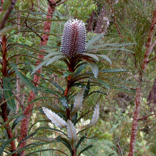 Hinchenbrook Banksia (Banksia plagiocarpa) - Ladybird Nursery