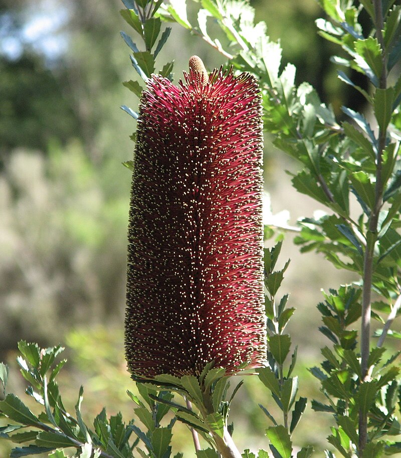 Yellow Cut-leaf Banksia (Banksia praemorsa)
