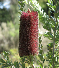 Yellow Cut-leaf Banksia (Banksia praemorsa)