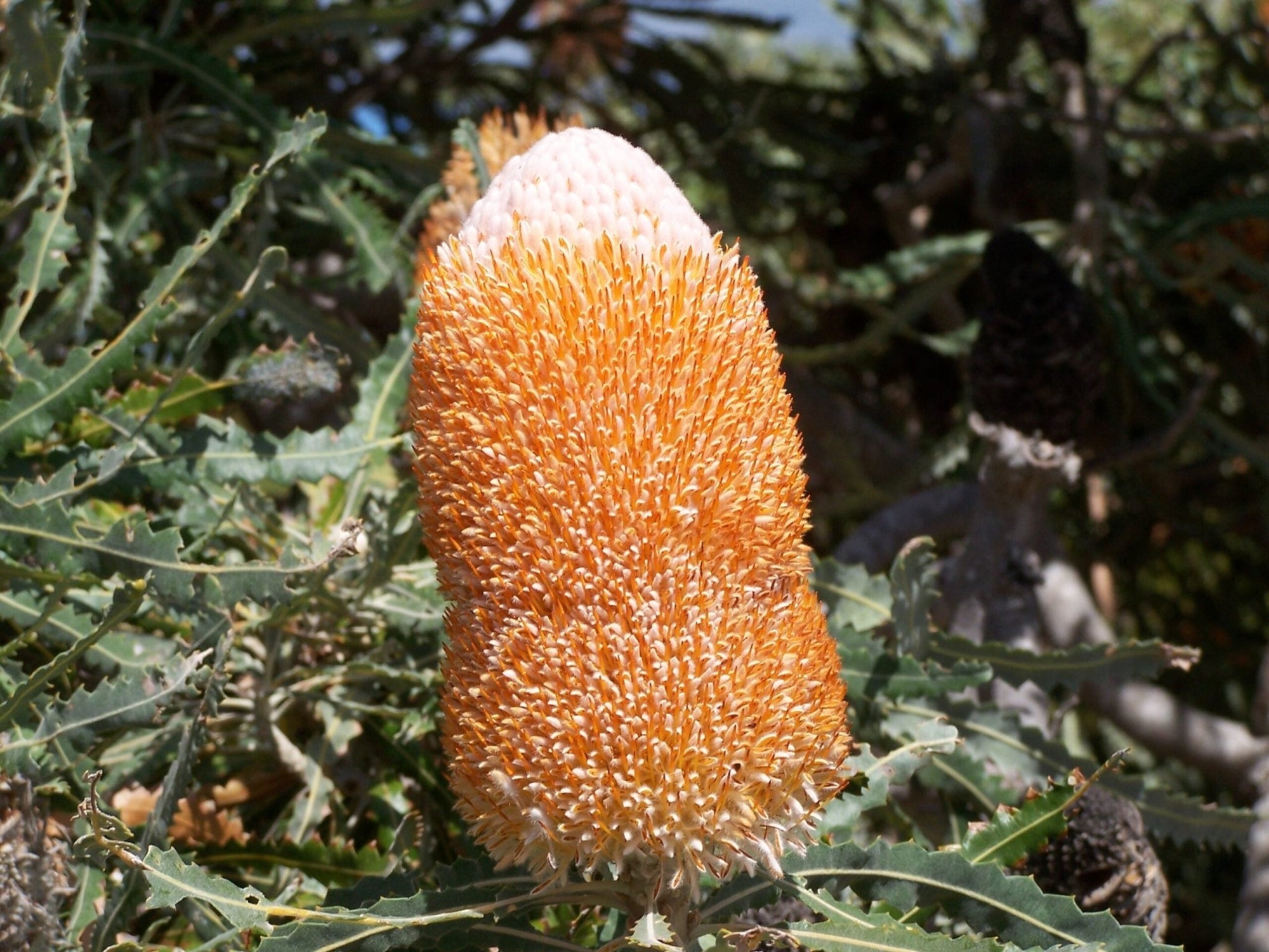 Dwarf Acorn Banksia (Banksia prionotes) - Ladybird Nursery