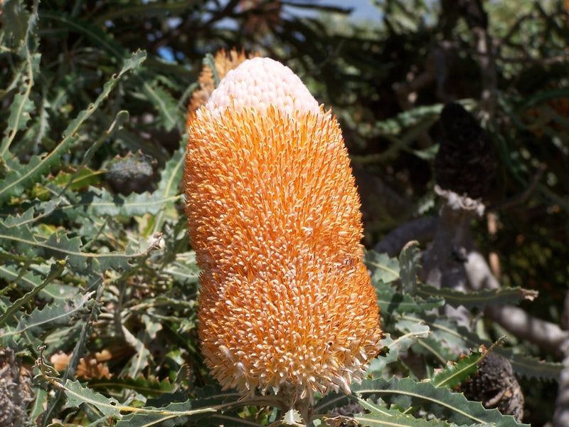 Dwarf Acorn Banksia (Banksia prionotes)