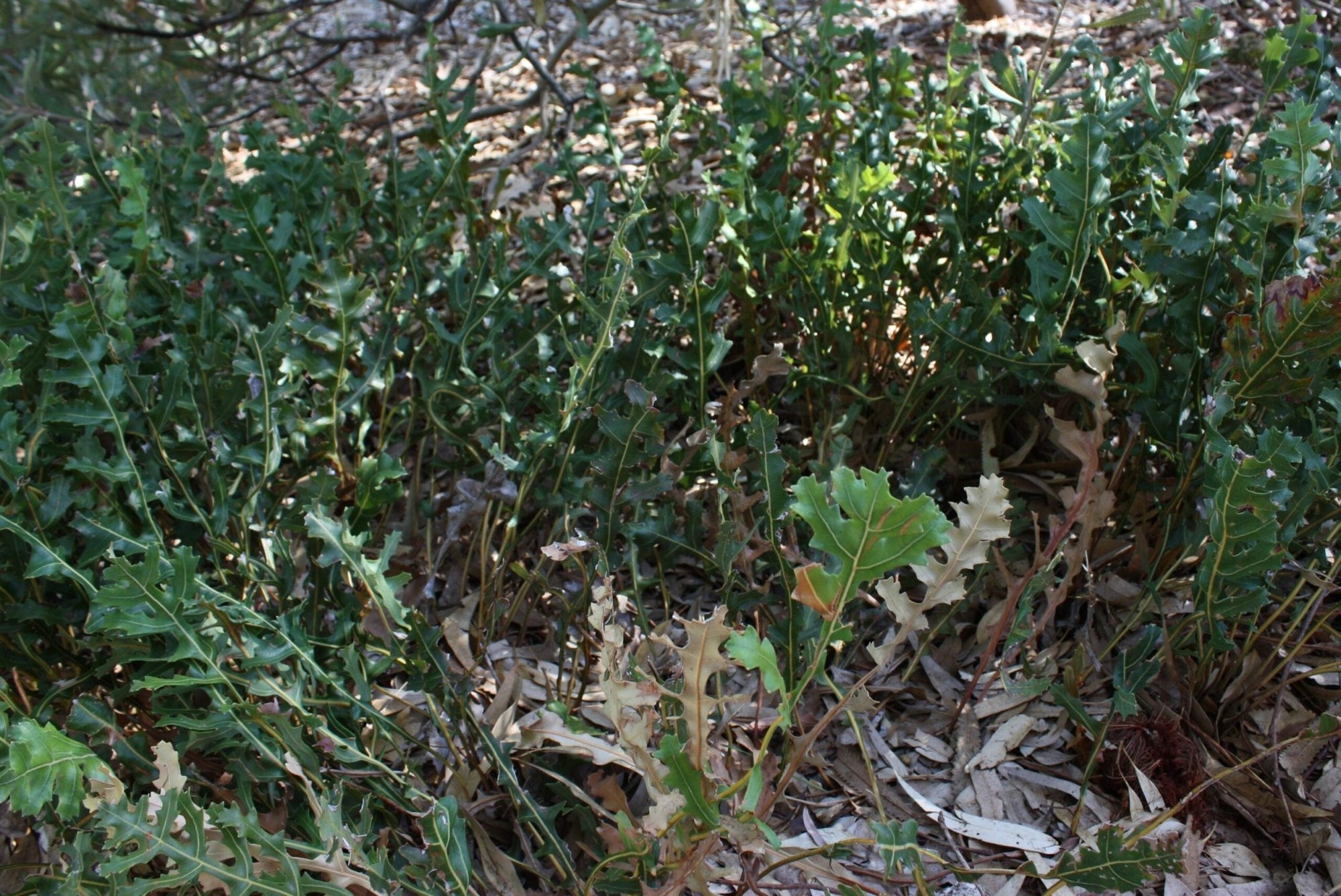 Creeping Banksia (Banksia repens) - Ladybird Nursery