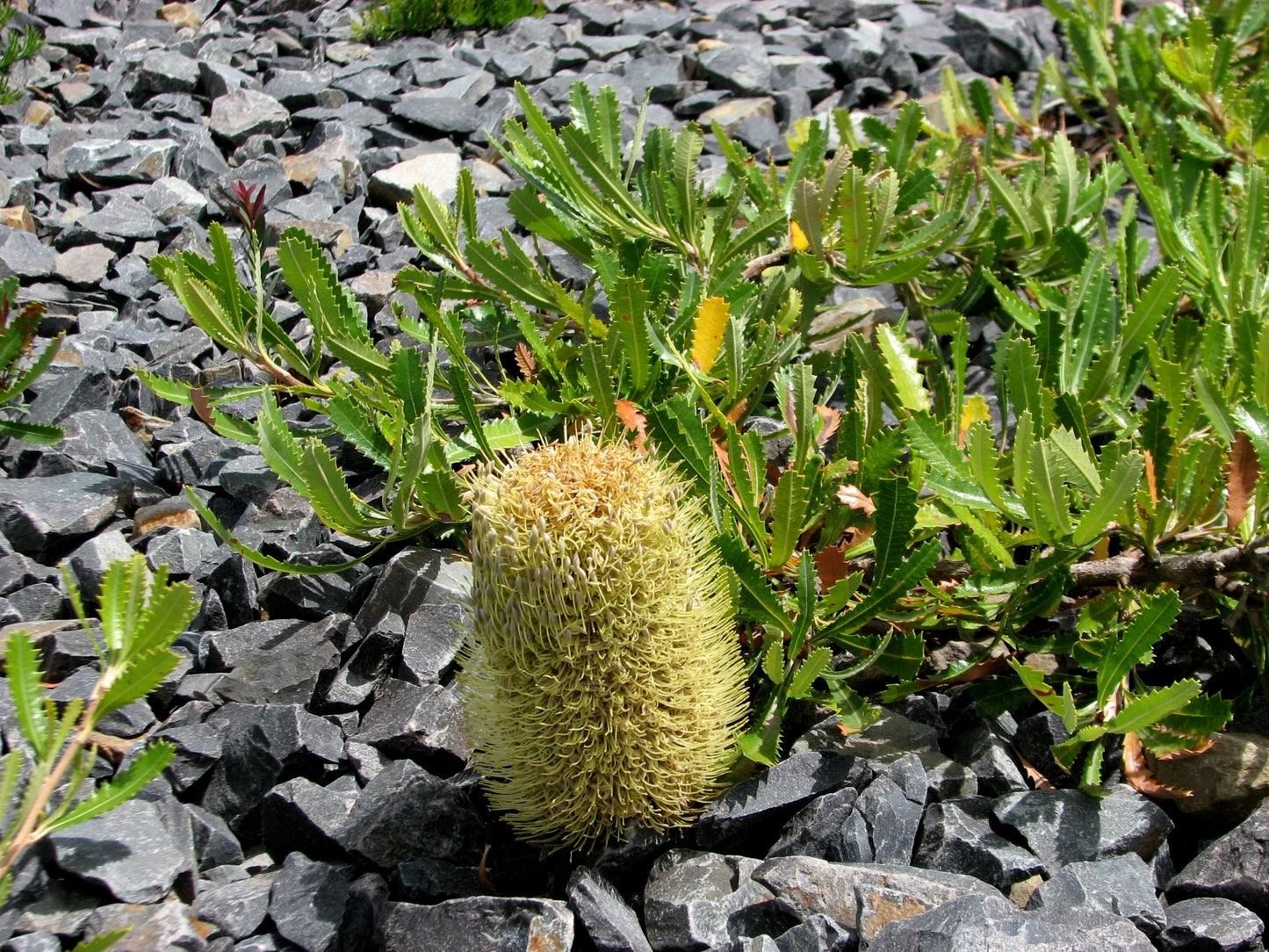 Pygmy Possum Banksia (Banksia serrata)