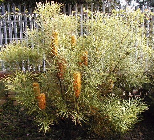 Dwarf Red Hairpin Banksia (Banksia spinulosa) - Ladybird Nursery