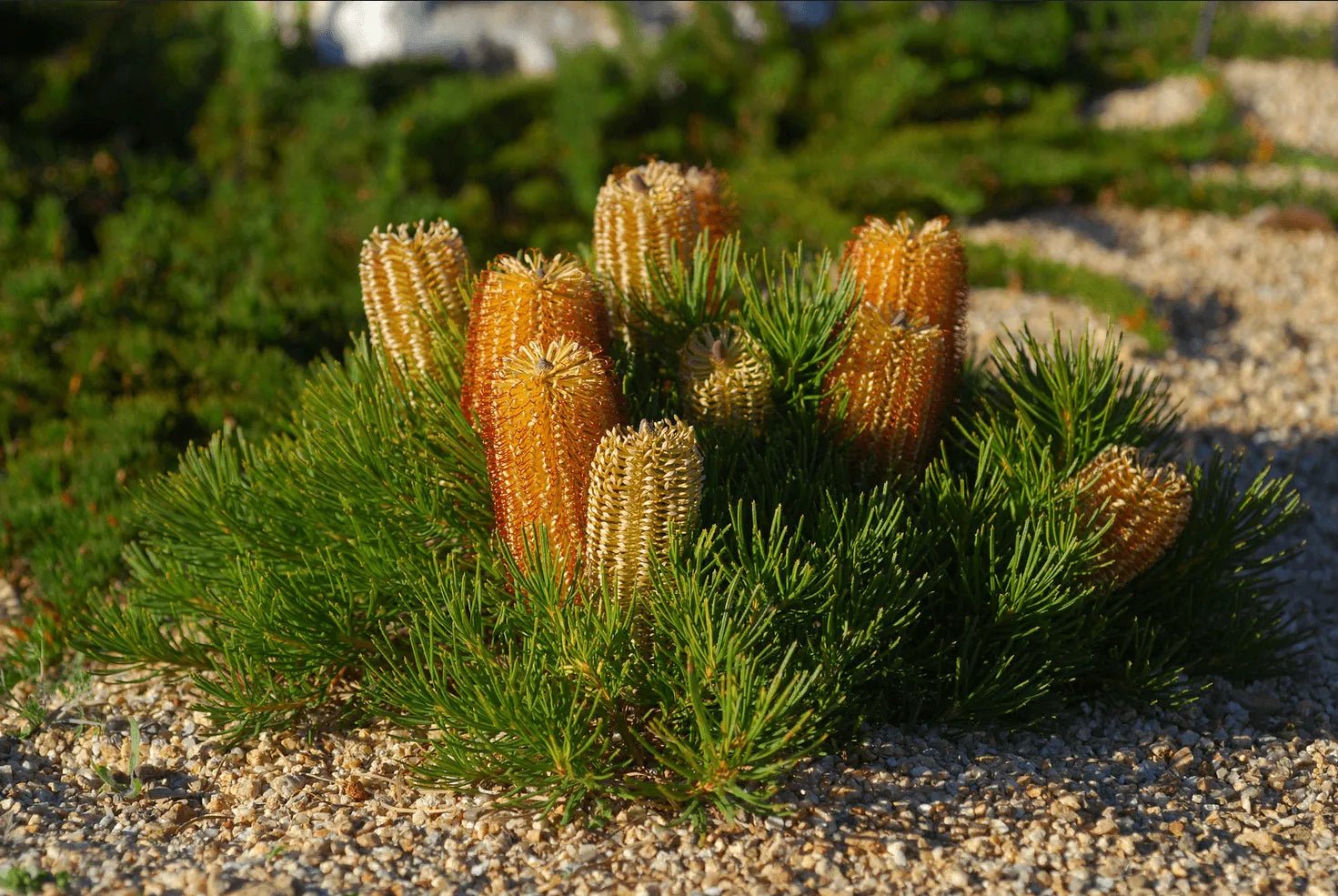 Stumpy Gold Banksia (Banksia spinulosa) - Ladybird Nursery