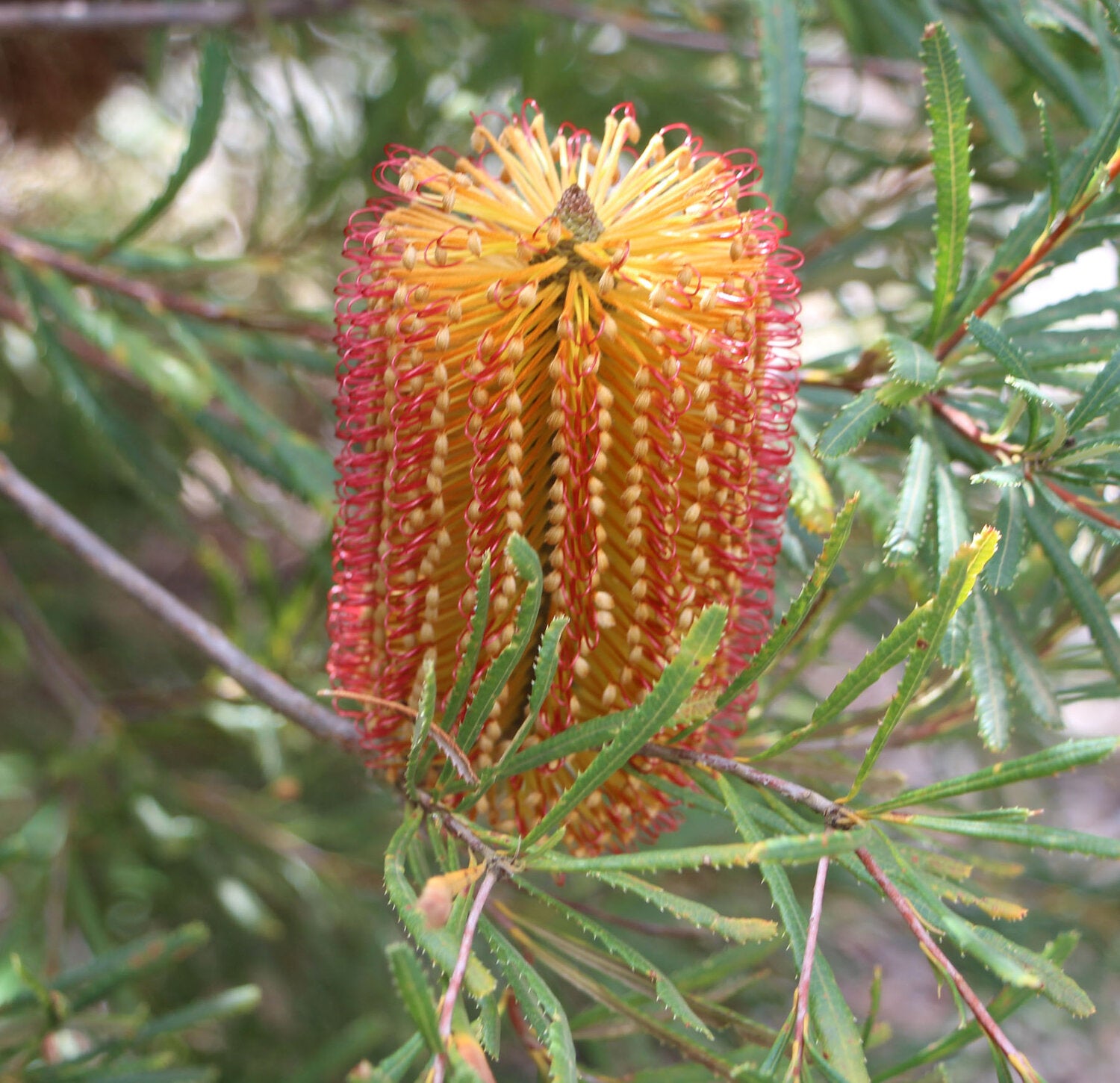 Dwarf Red Hairpin Banksia (Banksia spinulosa) - Ladybird Nursery