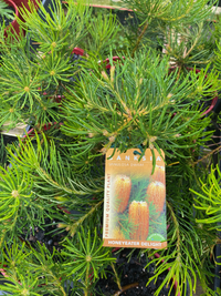 Dwarf Banksia 'Honeyeater Delight' - Ladybird Nursery