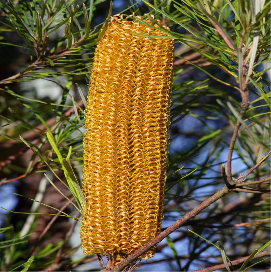 Hairpin Banksia (Banksia spinulosa) - Ladybird Nursery