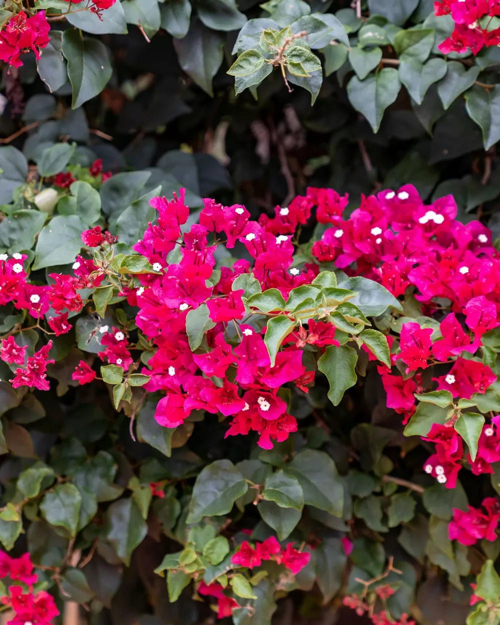 Bougainvillea Barbara Karst (Bougainvillea glabra) - Ladybird Nursery