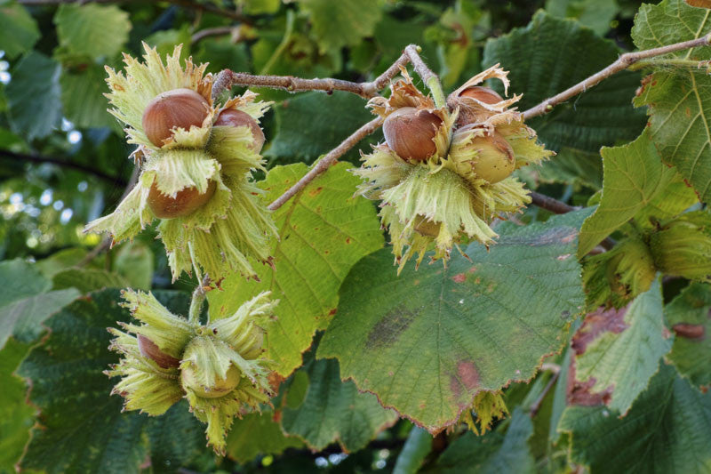 Hazelnut 'Barcelona' (Corylus Avellana) (BARE ROOT)